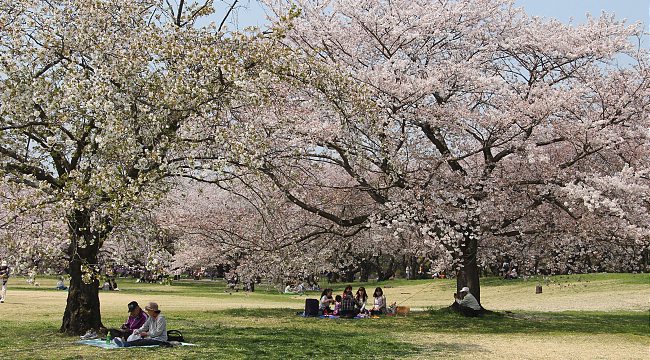 showakinen-hanami-Best Places to View Cherry Blossoms in Tokyo2