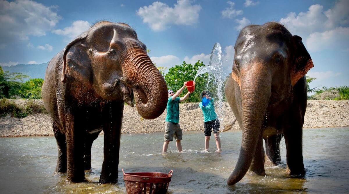 thailand-elephant-chiang-mai