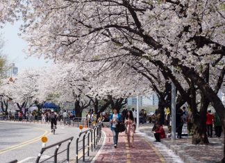 Yeouido Cherry Blossom Festival, Seoul