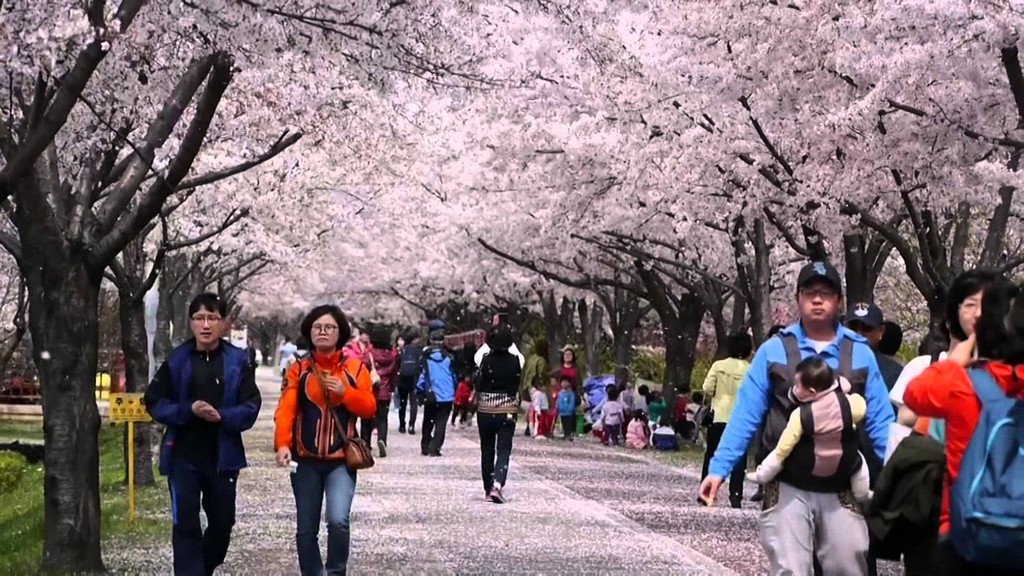 1. Yeouido Cherry blossom Festival, Seoul 6