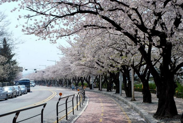 Seoul cherry blossom 2024 forecast — 9 best places to see cherry ...