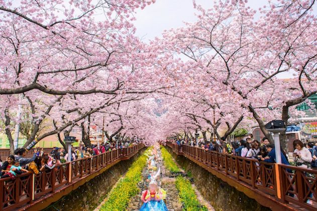 Jinhae Gunhangje Cherry Flower Festival, Busan