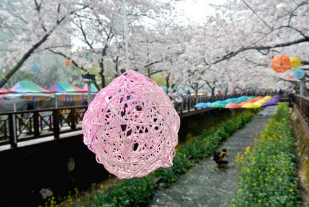 Jinhae Gunhangje Cherry Flower Festival, Busan