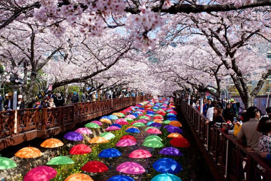Jinhae Gunhangje Cherry Flower Festival, Busan 