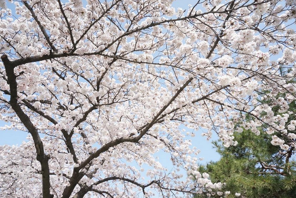 Gyeongju Cherry Blossom Festival, Busan