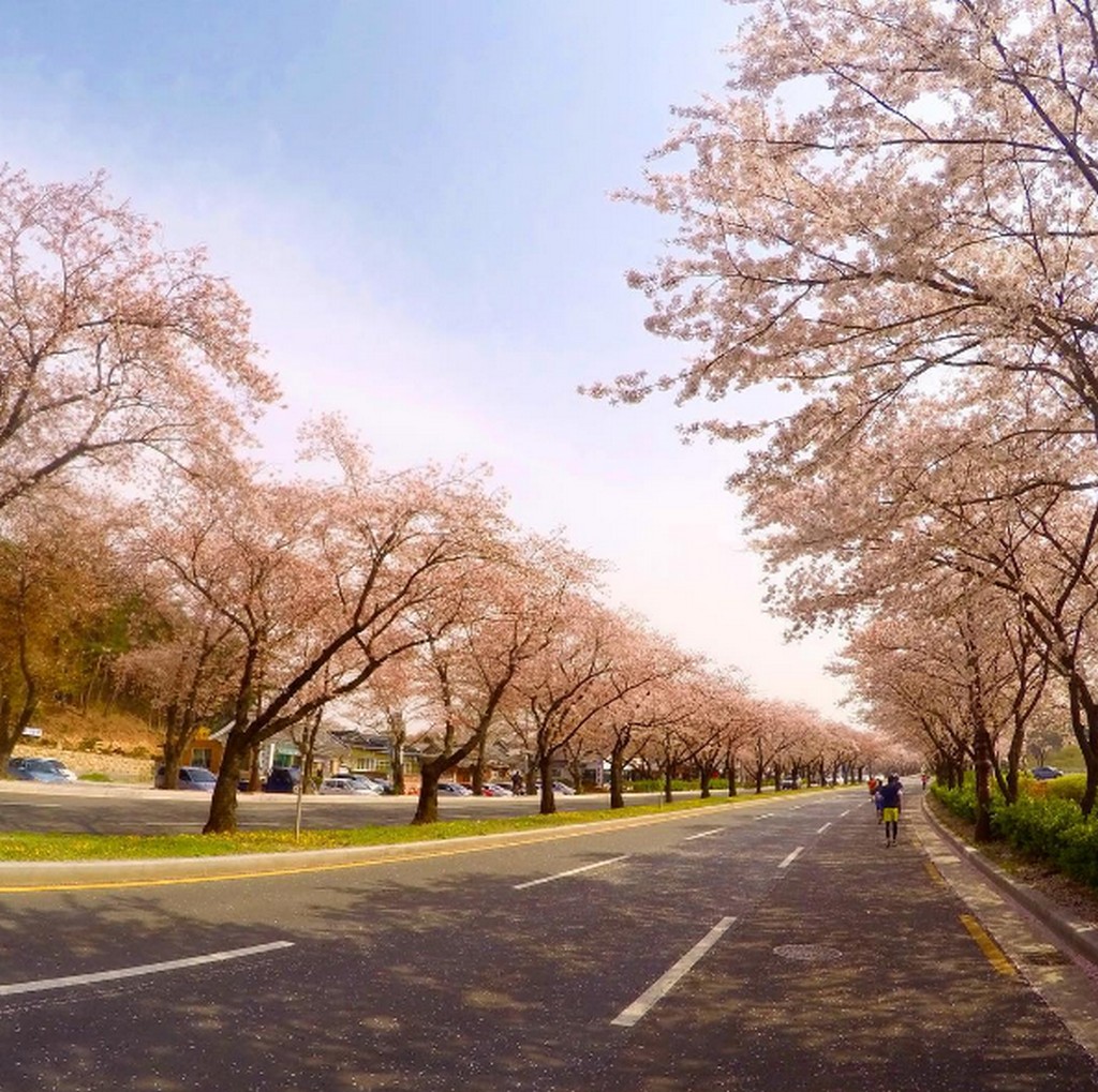 Gyeongju Cherry Blossom Festival, Busan 