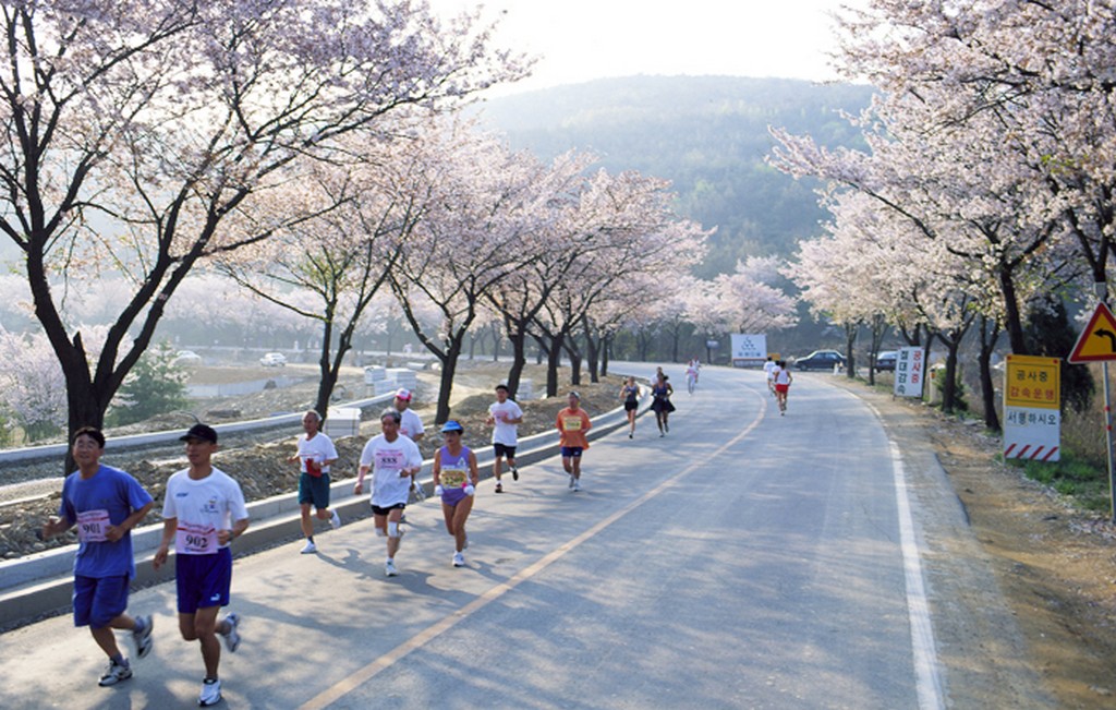 Gyeongju Cherry Blossom Festival, Busan 