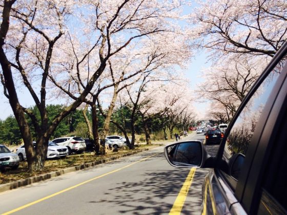 Cherry blossom festival on Jeju Island