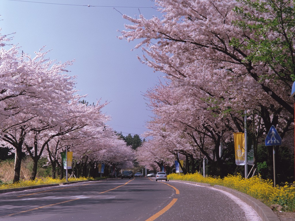 Cherry blossom festival on Jeju Island