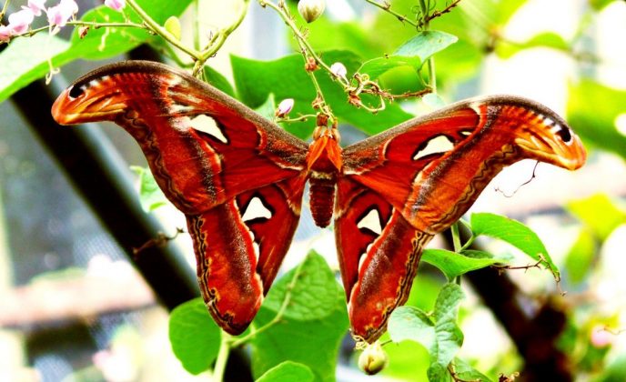 butterfly garden nong nooch tropical botanical garden pattaya thailand 2
