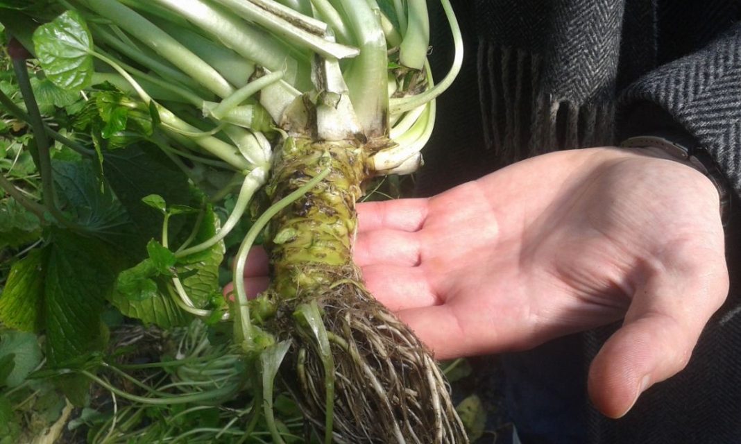 Wasabi — All things you need to know about Japanese Wasabi Living