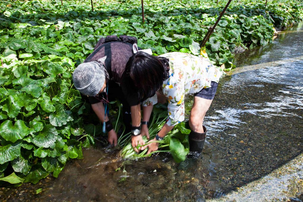 harvesting wasabi