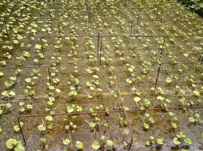 Wasabi — All things you need to know about Japanese Wasabi Living