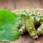 Wasabi — All things you need to know about Japanese Wasabi
