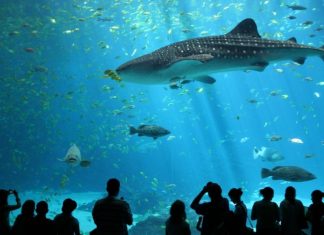 1 sea aquarium singapore review (2)