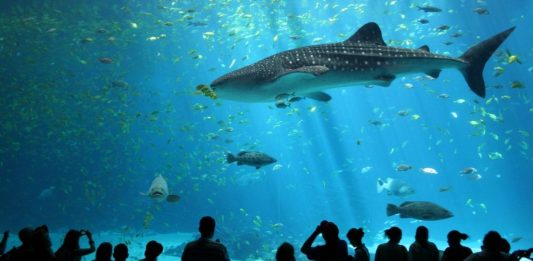 1 sea aquarium singapore review (2)
