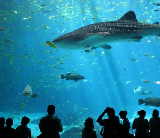 1 sea aquarium singapore review (2)