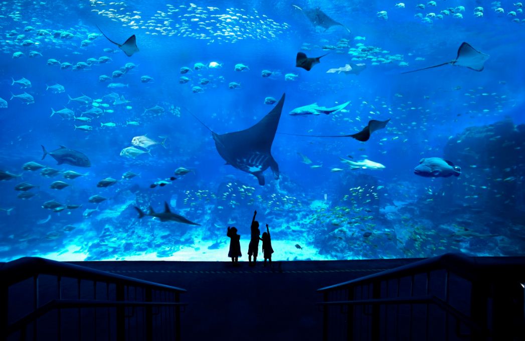 11 sea aquarium singapore review (2)