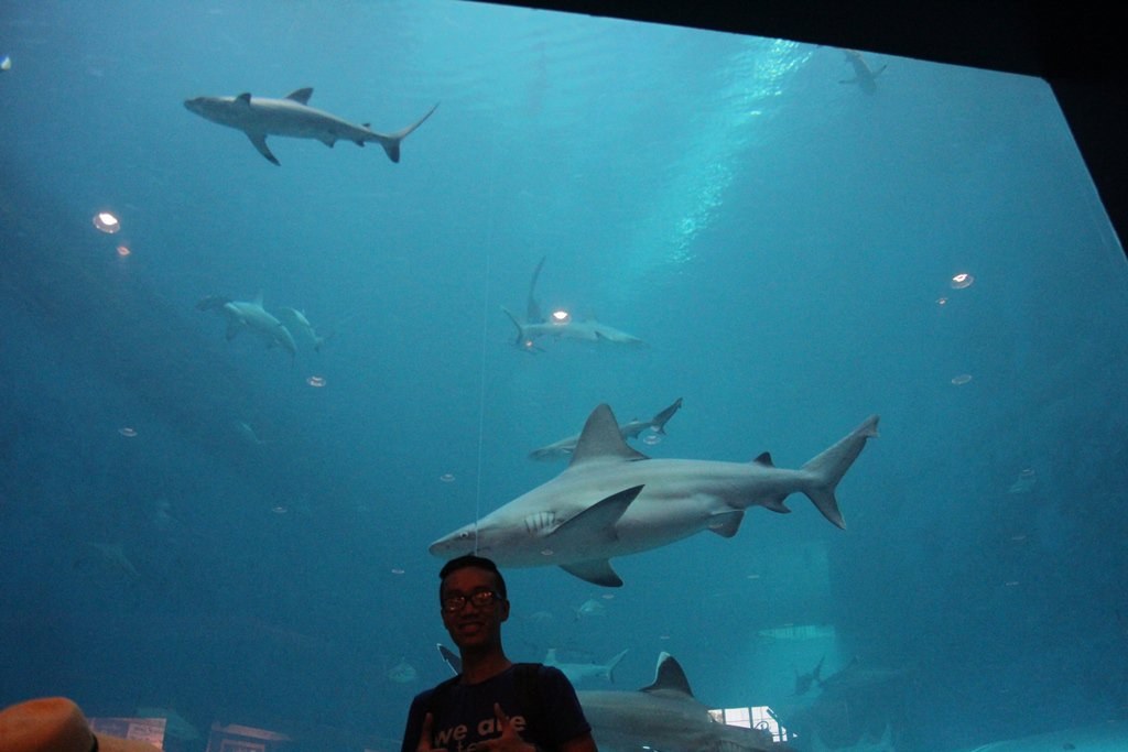 sea aquarium singapore