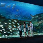 Explore S.E.A. Aquarium Singapore — One of the best places you must visit in Singapore