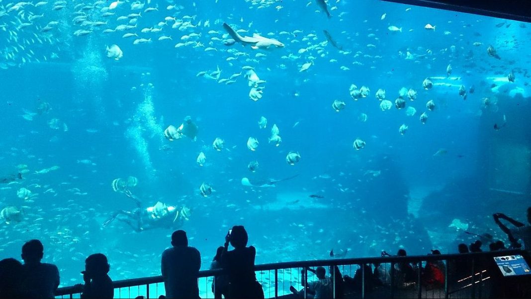 Behold the wonderful ocean world at S.E.A. Aquarium Singapore
