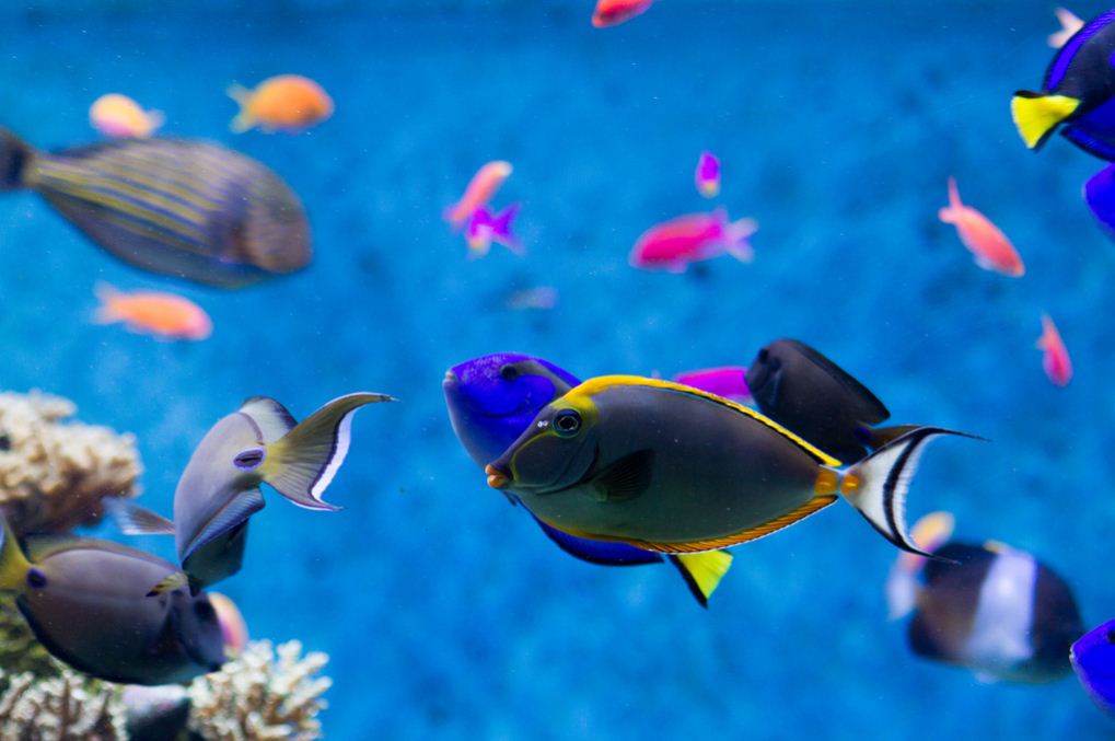 sea aquarium singapore review (1)