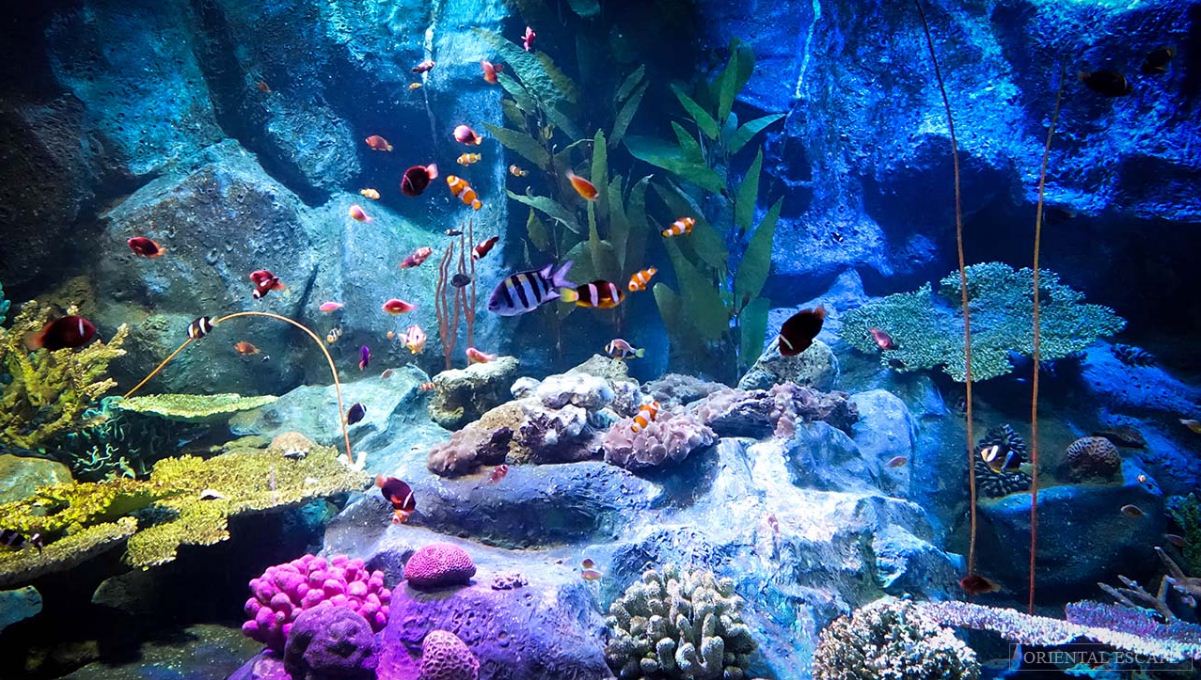 phuket water aquarium. image of phuket travel blog