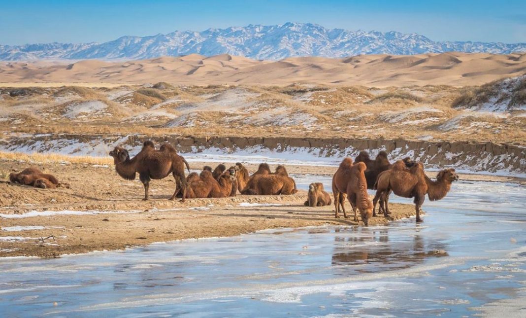 Gobi Desert Tour 12 Wonderful Days Road Trip In Gobi Desert Living   Gobi Desert Mongolia 1068x645 