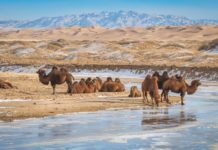 gobi desert mongolia
