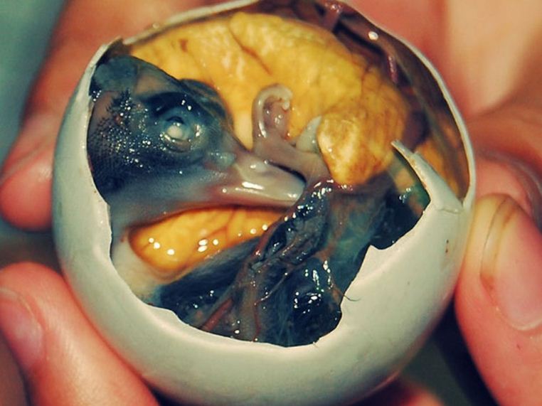 trung vit lon Balut Fertilized Duck Egg or Fetal Duck Egg or Duck Hatching Eggs (1)