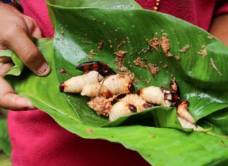 vietnamese coconut worm (1)