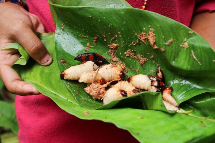 vietnamese coconut worm (1)