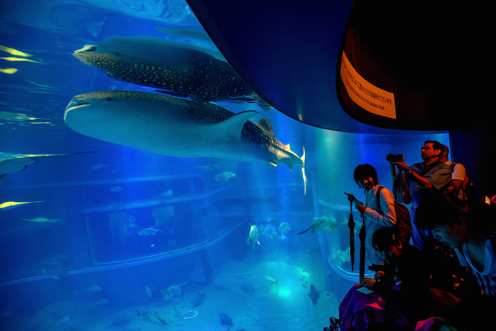 Osaka Aquarium, Japan