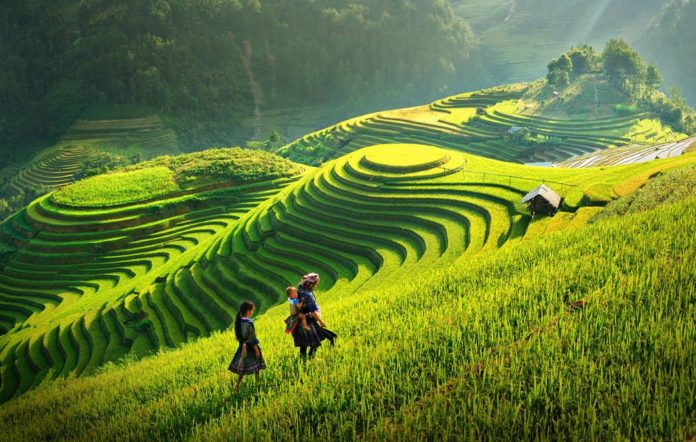 Beautiful rice terrace fields in Sapa. Image of Sapa trekking blog.