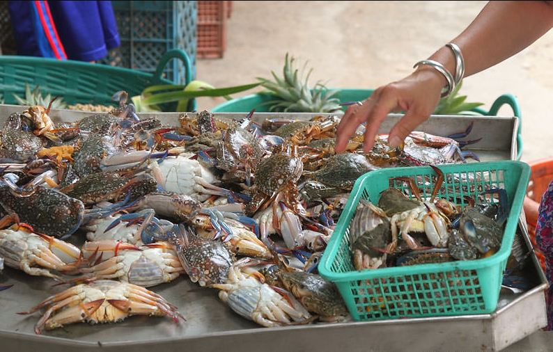 Seafood market Koh phi phi