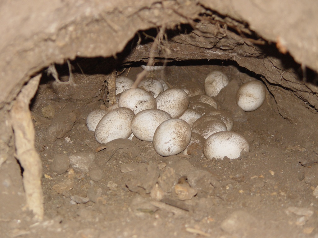 This shows Komodo Dragon eggs in a nest in Indonesia. Credit: Tim Jessop