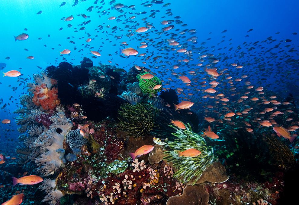 diving komodo-national-marine-park-indonesia