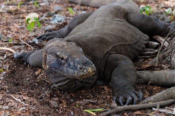 Komodo Island trip blog — The island of the largest lizard in the world ...