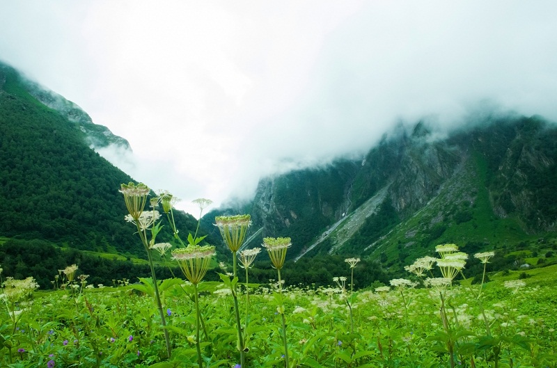 valley of flowers india bhyundar valley how to reach valley of flowers (1)