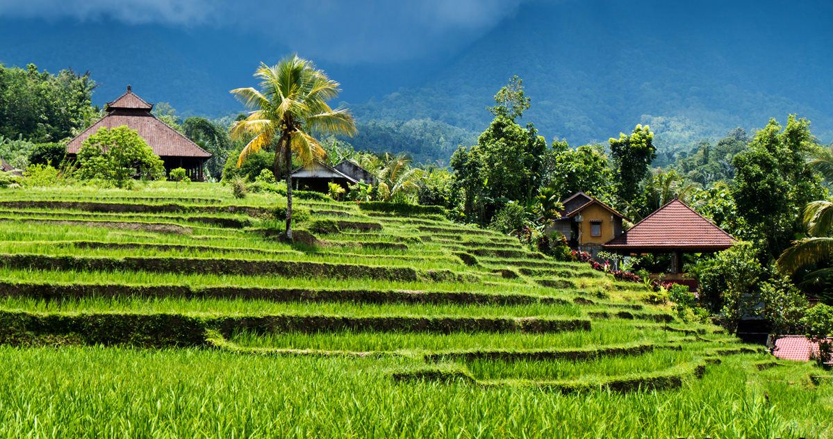 jatiluwih rice terraces bali (1)