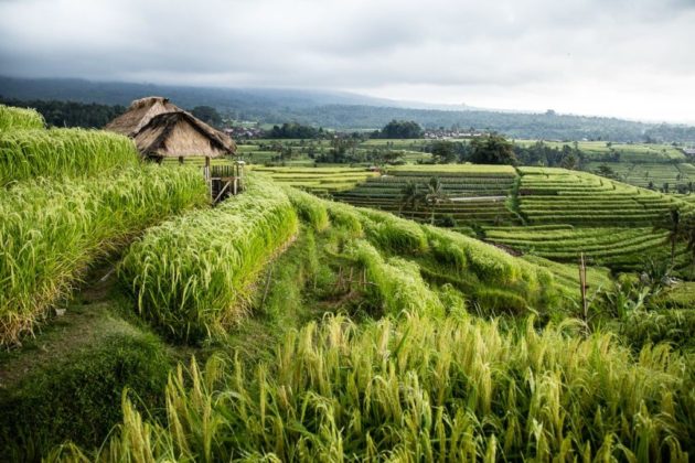jatiluwih rice terraces bali (2) - Living + Nomads – Travel tips ...