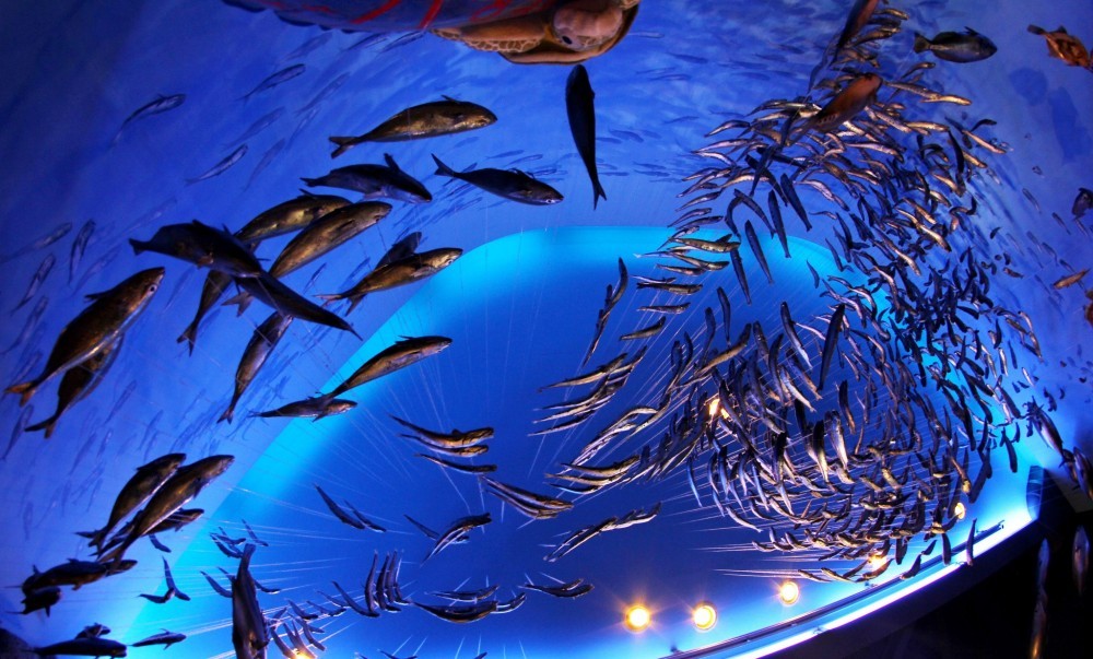 Enoshima Aquarium tokyo1 Photo by: best aquariums in Tokyo blog.