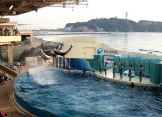Enoshima Aquarium tokyo3