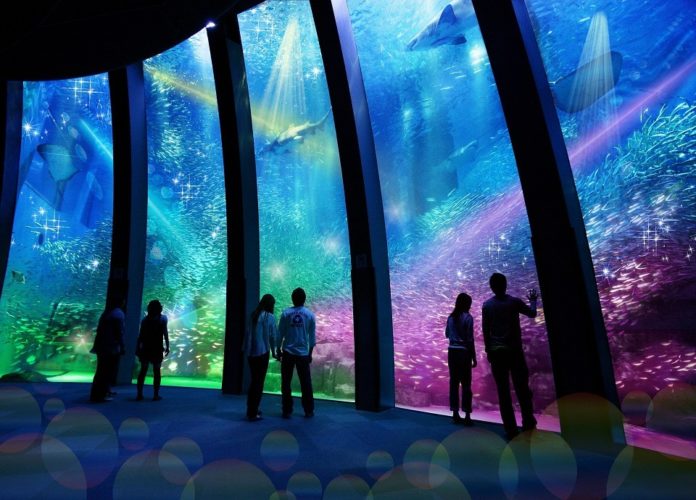 Top aquariums in Tokyo 3 best aquariums in Tokyo and around Living