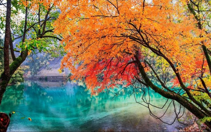 Top 5 most beautiful fall foliage destinations in Asia & Australia ...