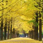 Top 5 most beautiful fall foliage destinations in Asia & Australia