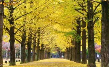 nami island autumn fall foliage destinations fall foliage places (1)