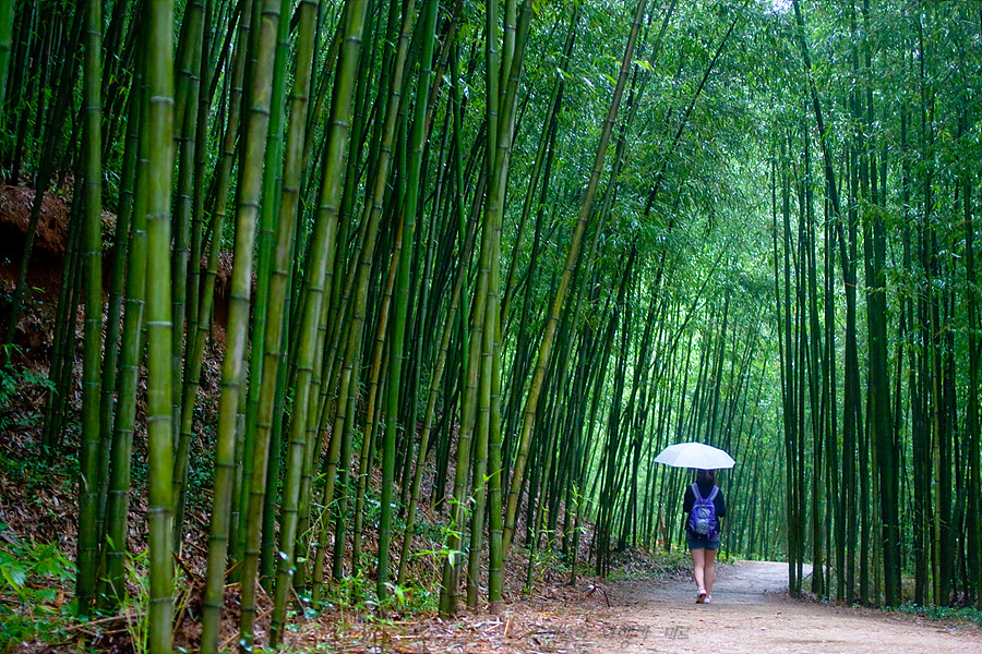 Damyang Bamboo Forest