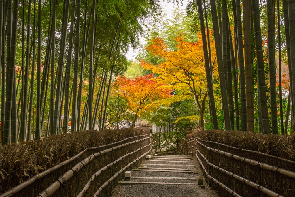 Bamboo-Forest-and-Autumn-Foliage