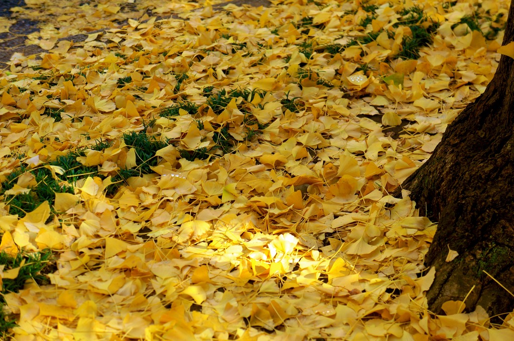 Meiji-jingu Gaien park ginkgo trees leaves autumn tokyo (11)